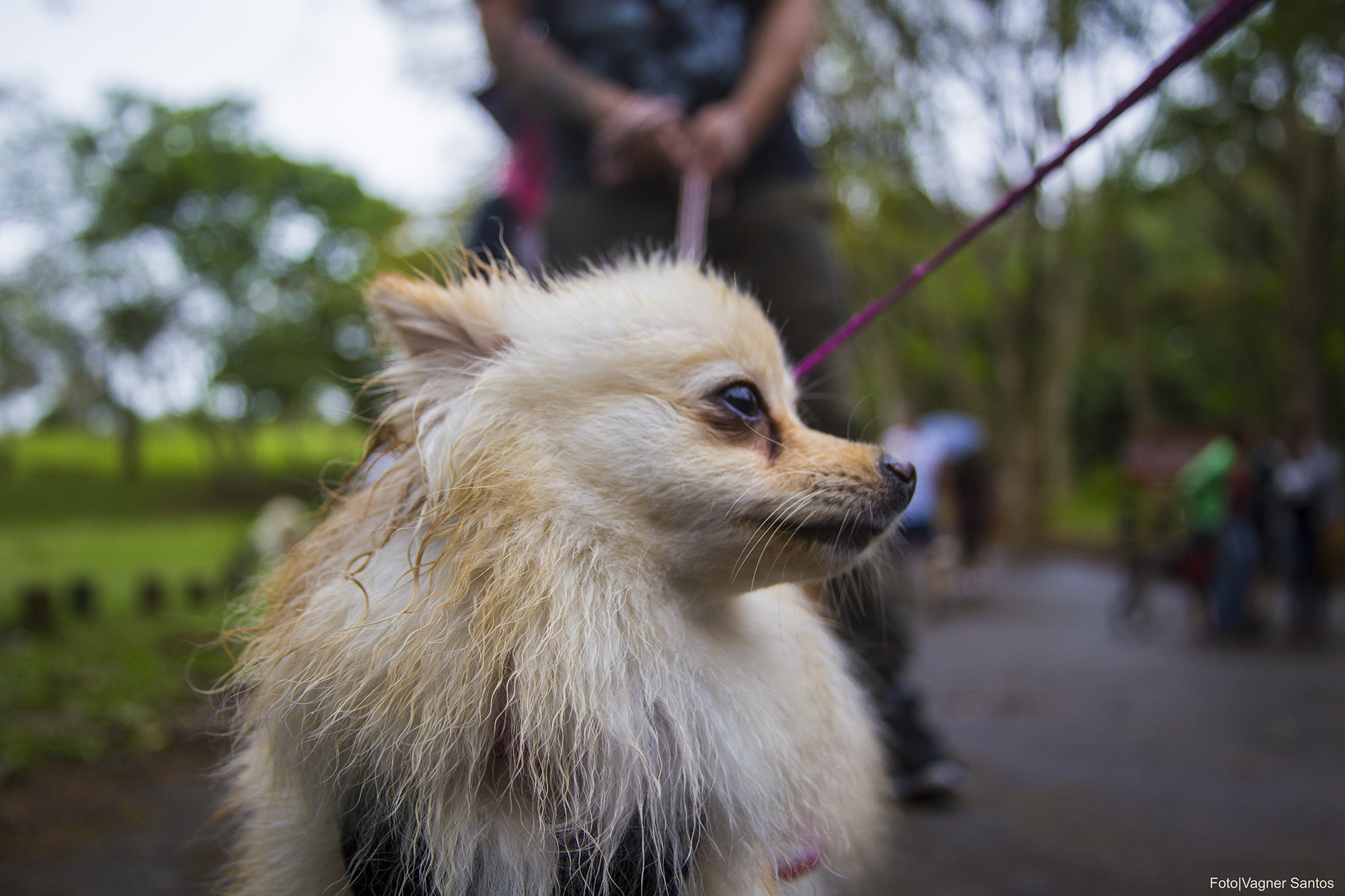 Prefeitura de Cotia retoma Campanha de Castração de Cães e Gatos