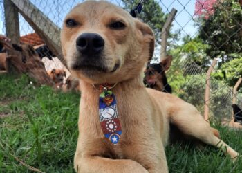 Zoonoses realiza Evento de Adoção de Animais em Caucaia do Alto