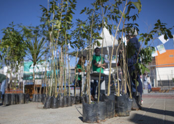 Semana da árvore: Secretaria do Verde faz pedágio ambiental na Feira Noturna de Cotia