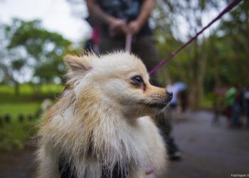 Em julho a inscrição da Campanha de Castração será na Secretaria de Saúde