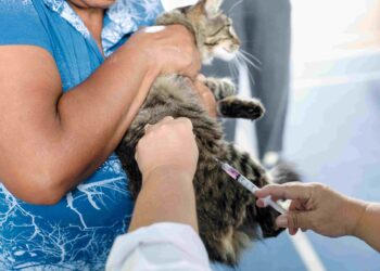 Sábado (11) tem “Vacinação no Seu Bairro” para cães e gatos no Jd. Petrópolis