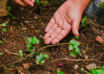 Alunos de Cotia participam de projeto ambiental com a preservação de joaninhas