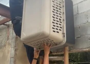 Bicho-preguiça é resgatado pela Guarda Civil e solto na mata