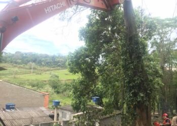 Defesa Civil retira árvore com risco de queda sobre uma residência