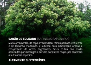 Meio Ambiente estreia o Programa “ÁrvoreSER” nas redes sociais da Prefeitura