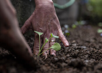 Cotia encerra a Semana da Pessoa com Deficiência Intelectual e Múltipla com programação na APAE
