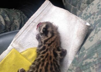 Guarda Civil Ambiental resgata filhote de jaguatirica ferida
