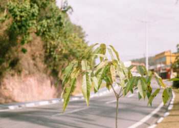 Cotia + Verde celebra “Dia da Floresta” com plantio de Ipês na avenida Joaquim Barreto