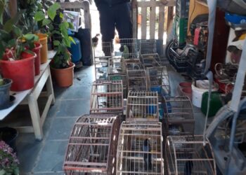 GCM Ambiental resgata 18 espécies de aves mantidas em cativeiro ilegal