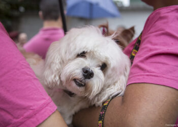 Saúde divulga datas de inscrição para Campanhas de Castração dos próximos meses