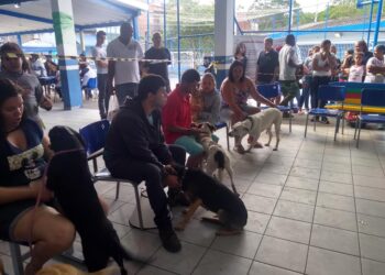 Campanha de Castração encerra o ano com mais 3250 animais contemplados