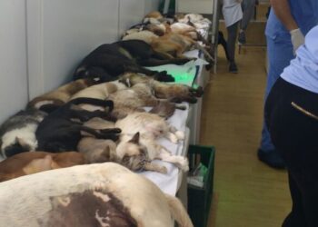 Prefeitura realiza última castração de animais do ano e abrirá novas inscrições em janeiro