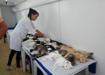 Prefeitura realiza última castração de animais do ano e abrirá novas inscrições em janeiro