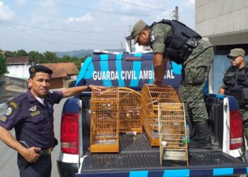 Guarda Ambiental estoura cativeiro de aves no bairro Jardim Araruama