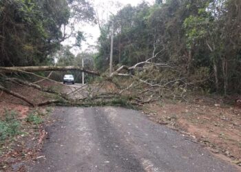 Defesa Civil atende ocorrência de queda de árvore   