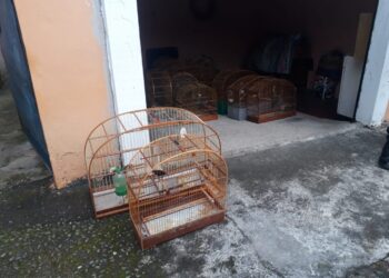 Guarda Ambiental Cotia apreende pássaros nativos mantidos em cativeiro   