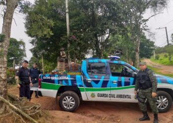 GCM localiza plantação de maconha e resgata aves de cativeiro   