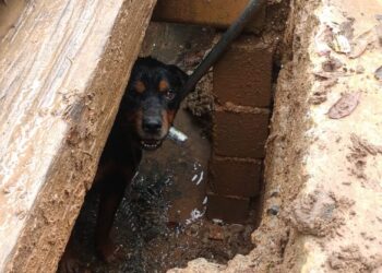 GCM e Corpo de Bombeiros resgatam cachorro preso em tubulação