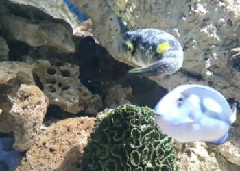 Alunos do EJA em Cotia concluem projeto ‘Olhar Vivenciar e Aprender’   