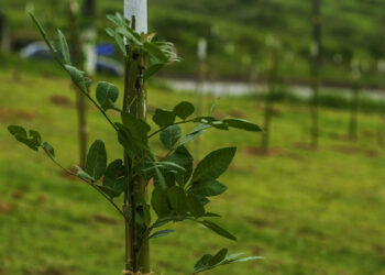 Plano de Arborização Urbana fortalecerá qualidade de vida em Cotia