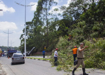 Defesa Civil faz poda de árvores que prejudicavam sinalização e apresentavam riscos na Joaquim Barreto   
