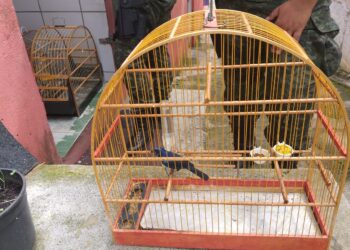Depois de denúncia Guarda Ambiental estoura cativeiro e resgata aves