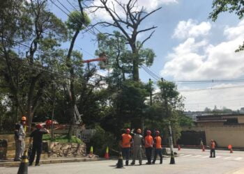 Defesa Civil de Cotia retira árvore que apresentava risco na Granja Viana   