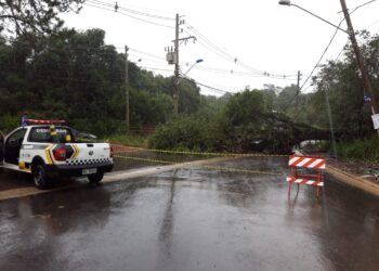 Defesa Civil Obras e Settrans fazem força-tarefa para liberar estrada depois de queda de árvore