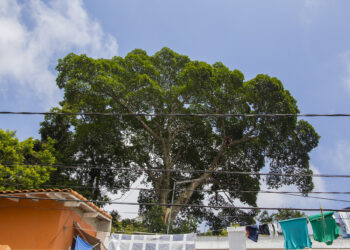Atuação da Defesa Civil aumenta o número de chamados atendidos em Cotia