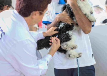 Mais de 560 animais são vacinados contra a raiva em ação do Setor de Zoonoses