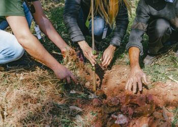 Mês do Meio Ambiente: Cotia prepara programação especial que terá plantio de araucária