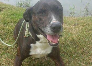 Sábado (25) tem Evento de Adoção de Animais em Caucaia