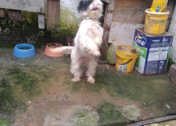 Guarda de Cotia resgata sete cães vítimas de maus-tratos