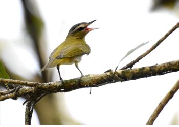No 2º sábado de maio é lembrado o dia das aves migratórias. Algumas passarão por Cotia a partir desse mês