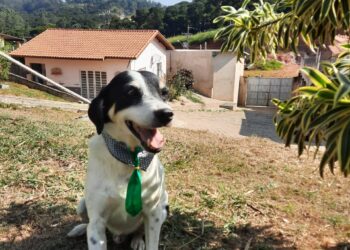 Sábado tem mais uma edição do evento de adoção de animais em Caucaia