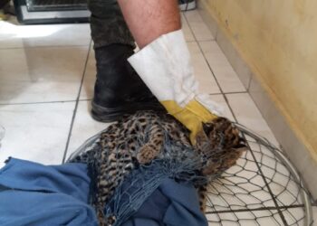 Guarda Ambiental resgata cachorro do mato e filhote de jaguatirica