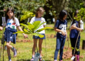 “Cotia +Verde”: cerca de 60 árvores são plantadas em colégio da Granja Viana