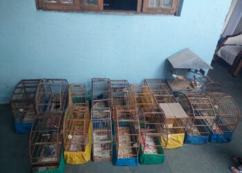 Guarda Ambiental recebe denúncia e estoura cativeiro de aves na região do Turiguara