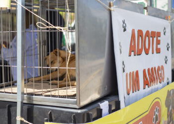 Dia 27/11 é a vez de Caucaia do Alto receber Evento de Adoção de Animais