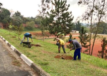 Jardim Ipê recebe plantio na Semana do Meio Ambiente   