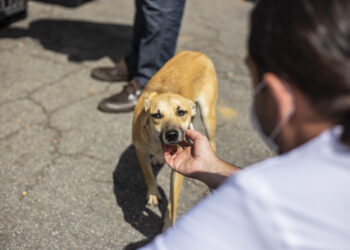 Sábado (3/06) tem evento de de adoção de animais em Caucaia