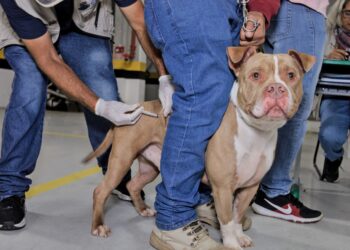 Mais de 600 animais são vacinados contra a raiva em ação especial da Saúde