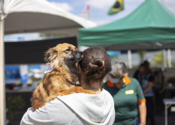Amanhã (27), Setor de Zoonoses realiza evento de adoção de animais em Caucaia