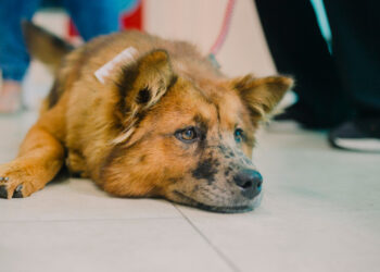 Cotia tem inscrições abertas para castração de cães e gatos