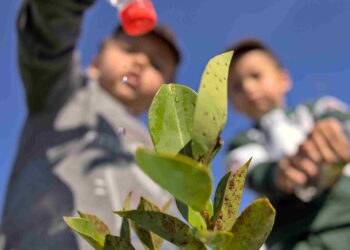 Recuperação de mata ciliar e ações educativas marcaram o Circuito Ambiental