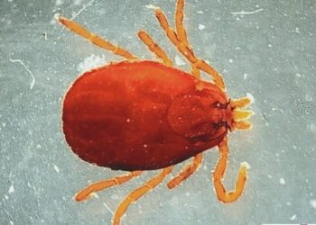 Nota da Vigilância Ambiental sobre carrapatos e febre maculosa