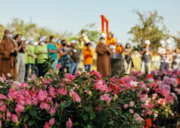 Secretaria do Verde e do Meio Ambiente realizará plantio e distribuição de mudas no sábado, 26/08