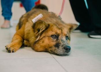 Zoonoses abre inscrições para castração de cães e gatos no bairro do Caputera   