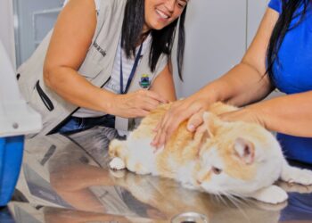 Domingo, (17/09), o Setor de Zoonoses realiza vacinação antirrábica para cães e gatos