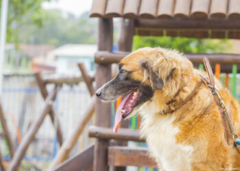 Cotia abre inscrições para castração de cães e gatos que acontece nos dias 27 e 28/01, no Pq. Turiguara